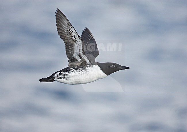 Common Guillemot adult flying; Zeekoet volwassen vliegend stock-image by Agami/Markus Varesvuo,