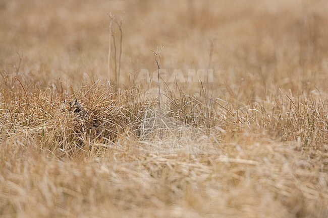 Velduil zittend in veld; Short-eared Owl perched in field stock-image by Agami/Menno van Duijn,