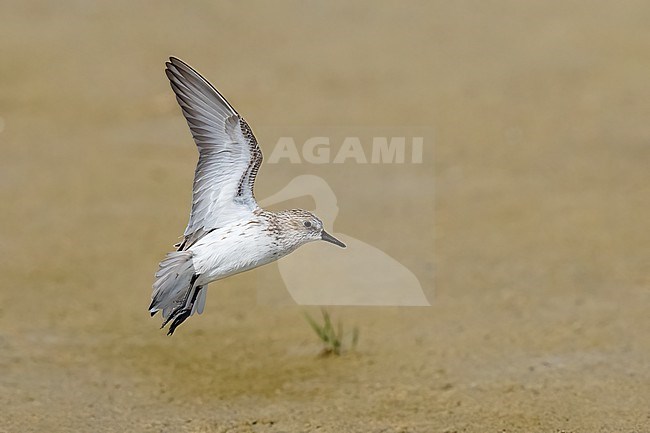 Adult breeding
Galveston Co., TX
April 2023 stock-image by Agami/Brian E Small,