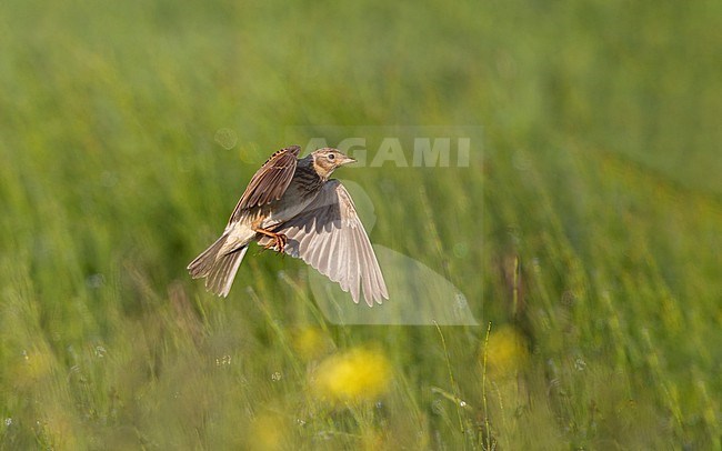 Eurasian Skylark (Alauda arvensis) in flight in North Zealand, Denmark stock-image by Agami/Helge Sorensen,