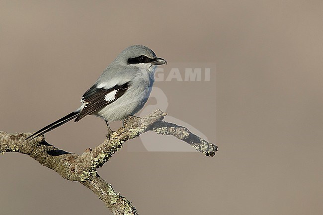 Adult Loggerhead Shrike (Lanius ludovicianus) wintering in Riverside County, California, USA. Seen from the side. stock-image by Agami/Brian E Small,