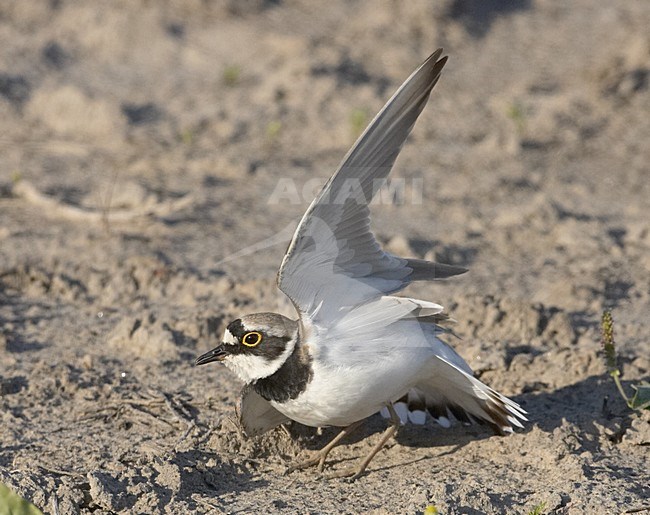Distraction and nest defense behavior Little Ringed Plover; Kleine Plevier afleiding van nest stock-image by Agami/Jari Peltomäki,