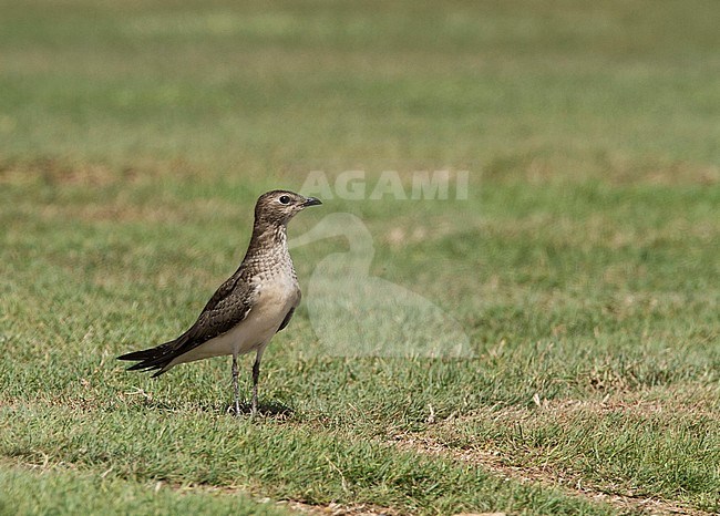 Juvenile Black-winged Pratincole (Glareola nordmanni) resting on El Gouna golf course stock-image by Agami/Edwin Winkel,