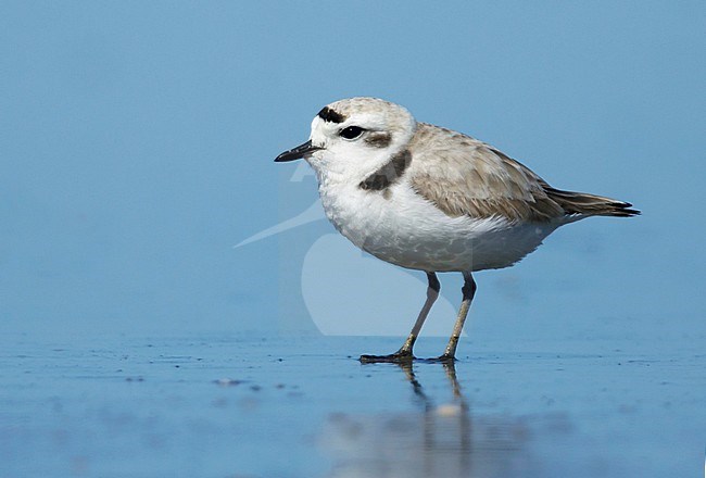 Adult Snowy Plover (Charadrius nivosus) in summer plumage standing on a beach in Galveston  County, Texas, USA. stock-image by Agami/Brian E Small,