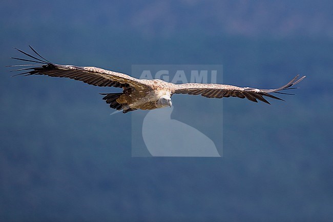 Vale Gier; Griffon Vulture; Gyps fulvus stock-image by Agami/Daniele Occhiato,