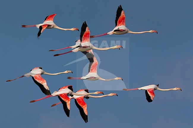 Flamingo\'s in de vlucht; Greater Flamingos in flight stock-image by Agami/Daniele Occhiato,