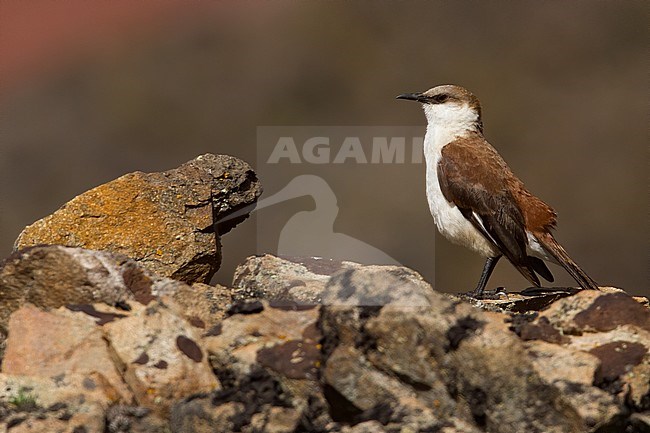 Birds of Peru, the White-bellied Cinclodes stock-image by Agami/Dubi Shapiro,