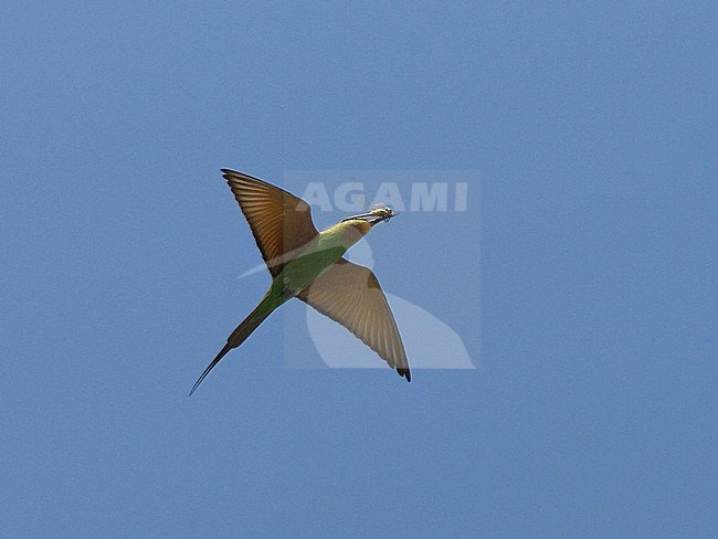 Adult Blue-cheeked Bee-eater (Merops persicus) just caught a dragonfly, in flight, view below. Gambia stock-image by Agami/Markku Rantala,