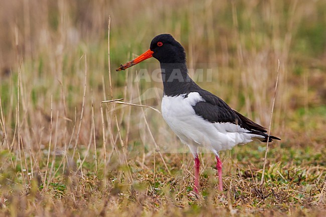 Beccaccia di mare; Oystercaycher; Aematopus ostralegus stock-image by Agami/Daniele Occhiato,