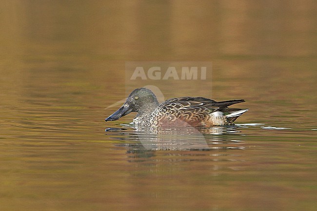 Northern Shoveller (Anas clypeata) swimming on a pond in Victoria, BC, Canada. stock-image by Agami/Glenn Bartley,