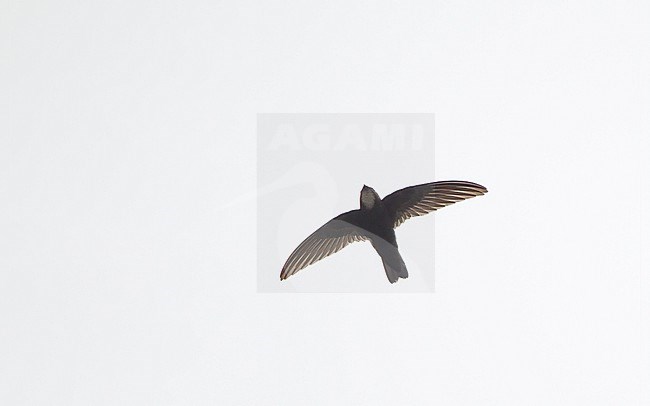 House Swift (Apus nipalensis) in flight in Bangkok, Thailand stock-image by Agami/Helge Sorensen,