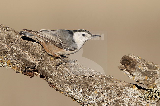 Adult female
Santa Barbara Co., CA
November 2021 stock-image by Agami/Brian E Small,