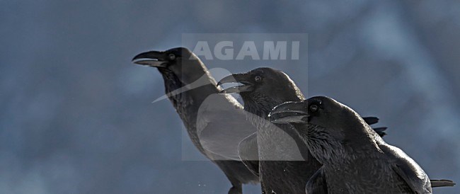 Groepje roepende Raven, Group calling Common Raven stock-image by Agami/Markus Varesvuo,