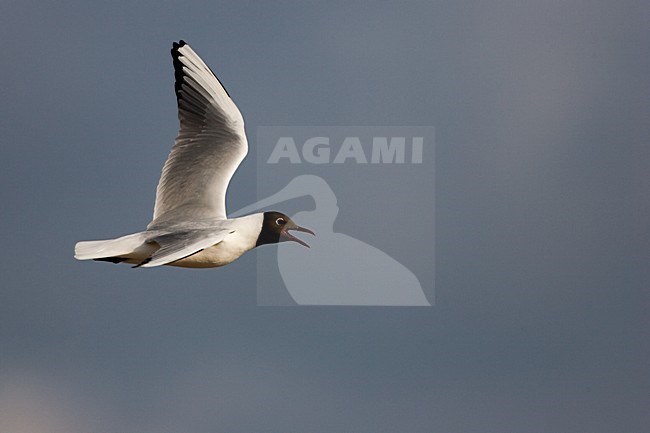 Volwassen Kokmeeuw in zomerkleed in de vlucht; Adult summer Black-headed Gull in flight stock-image by Agami/Menno van Duijn,
