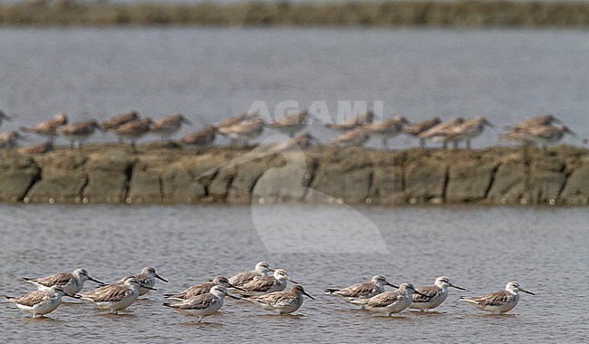 Nordmann's Greenshanks wintering on salt pans close to the Gulf of Thailand. stock-image by Agami/Edwin Winkel,