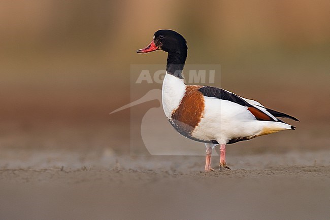 Common Shelduck (Tadorna tadorna) standing on mudflat in Italy. stock-image by Agami/Daniele Occhiato,