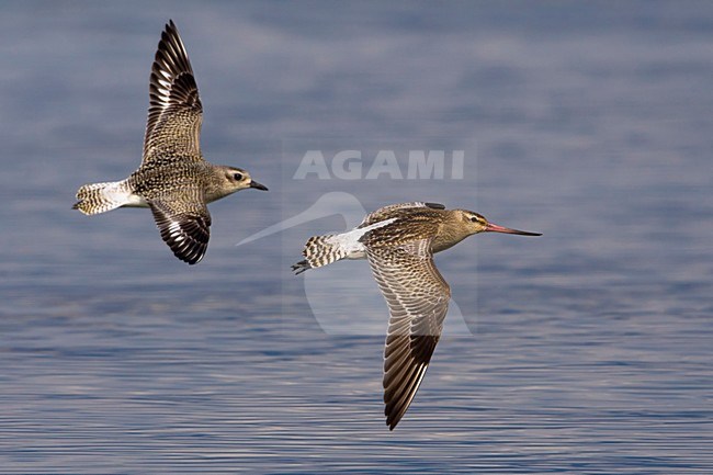 Zilverplevier vliegend met Rosse Grutto; Grey Plover flying with Bar-tailed Godwit stock-image by Agami/Daniele Occhiato,