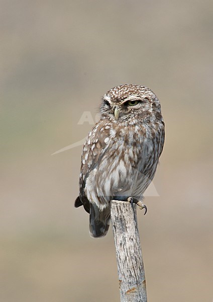 Little Owl perched on a pole, Steenuil zittend op een paal stock-image by Agami/Marc Guyt,