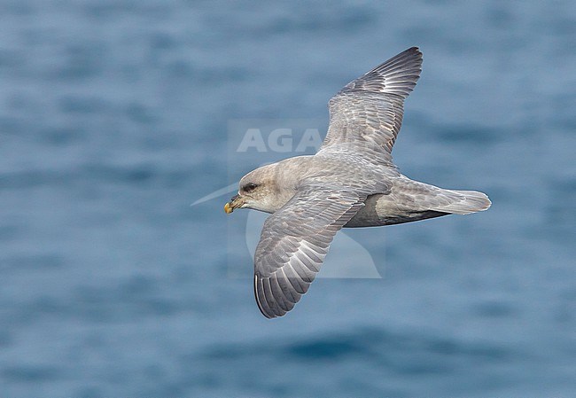 This bird was taken in the Hausgarden, Greenland Sea from the famous german ship - Polarstern. Powered by POLe & AWI. stock-image by Agami/Vincent Legrand,