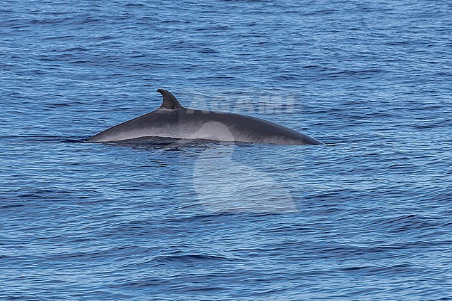 Common Minke Whale (Balaenaoptera acutorostrata) surfacing 2km NW off Corvo, Azores, Portugal. stock-image by Agami/Vincent Legrand,