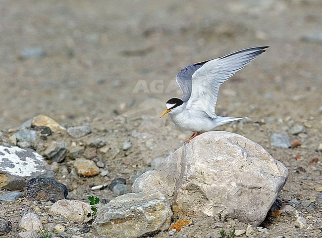 Dwergstern, Little Tern, Sternula albifrons stock-image by Agami/Markus Varesvuo,