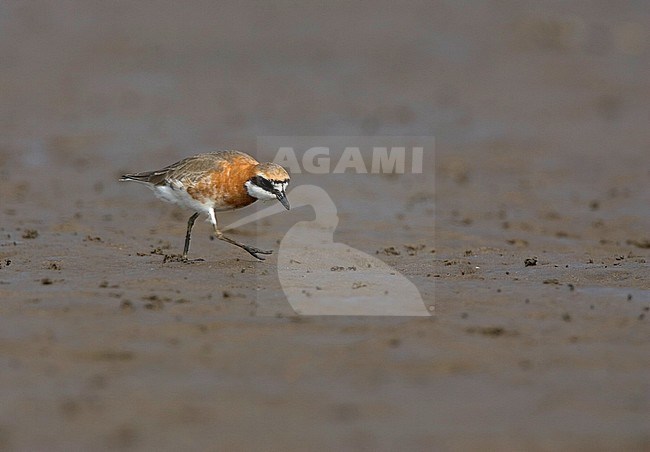 Zomerkleed Mongoolse Plevier op het wad bij Happy Island (China); Lesser Sand-Plover (Charadrius mongolus stegmanni) on mudflats at Happy Island (China) stock-image by Agami/Bas van den Boogaard,