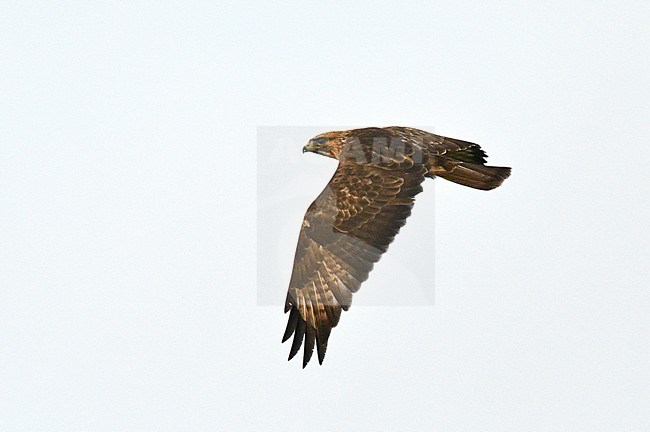 Japanese buzzard (Buteo japonicus burmanicus) wintering in Myanmar. Also known as Eastern buzzard. stock-image by Agami/Laurens Steijn,