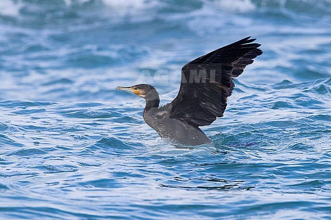 Great Cormorant (Phalacrocorax carbo sinensis), side view of an immature taking off from the sea, Campania, Italy stock-image by Agami/Saverio Gatto,
