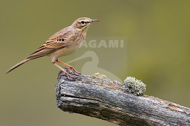 Tawny Pipit, Anthus campestris, in Italy. stock-image by Agami/Daniele Occhiato,