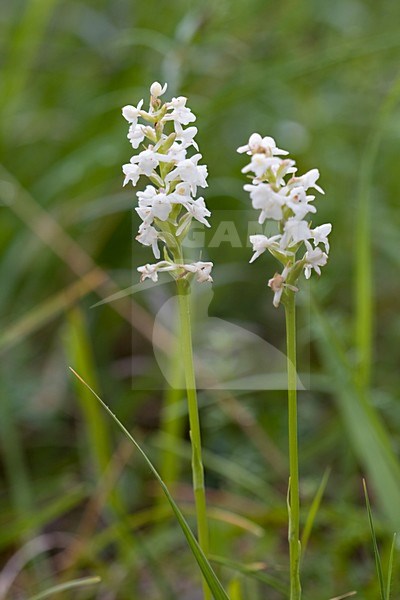 Witte muggenorchis; Small White Orchid stock-image by Agami/Arnold Meijer,