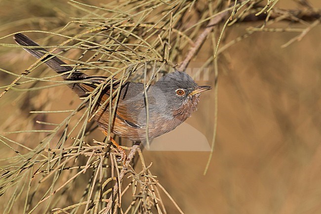 Male Tristram's Warbler (Curruca deserticola) on a twig stock-image by Agami/Ralph Martin,