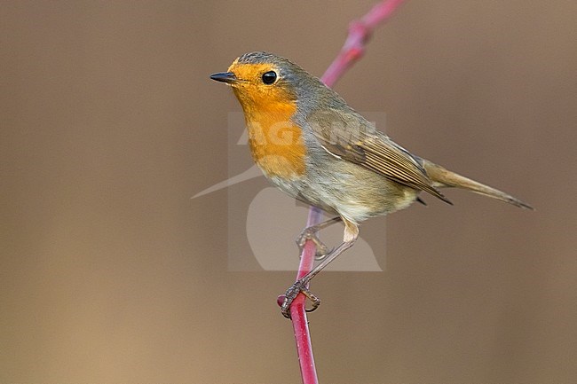 European Robin (Erithacus rubecula) perched on a branch with brown background stock-image by Agami/Daniele Occhiato,