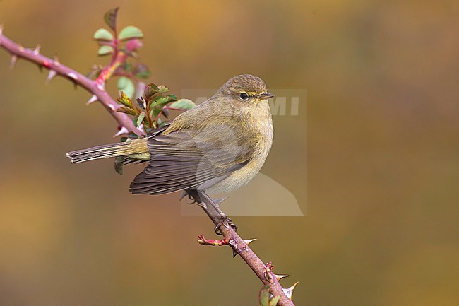 Common Chiffchaff, Phylloscopus collybita, in Italy. stock-image by Agami/Daniele Occhiato,