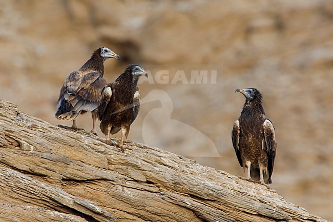 Juveniele Aasgier aan de grond; Juvenile Egyptian Vulture perched on the ground stock-image by Agami/Daniele Occhiato,