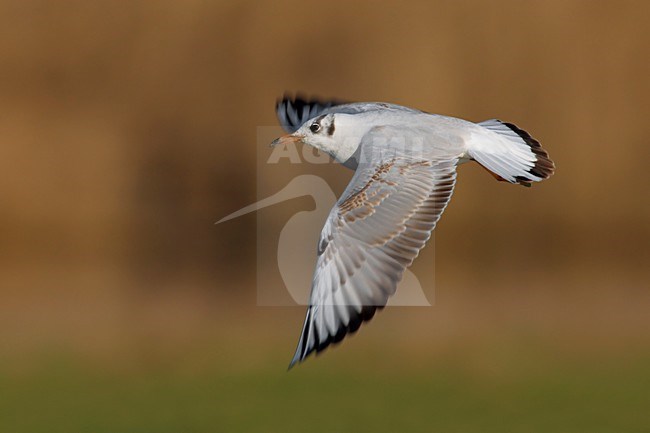 Kokmeeuw onvolwassen vliegend; Black-headed Gull juvenile flying stock-image by Agami/Daniele Occhiato,