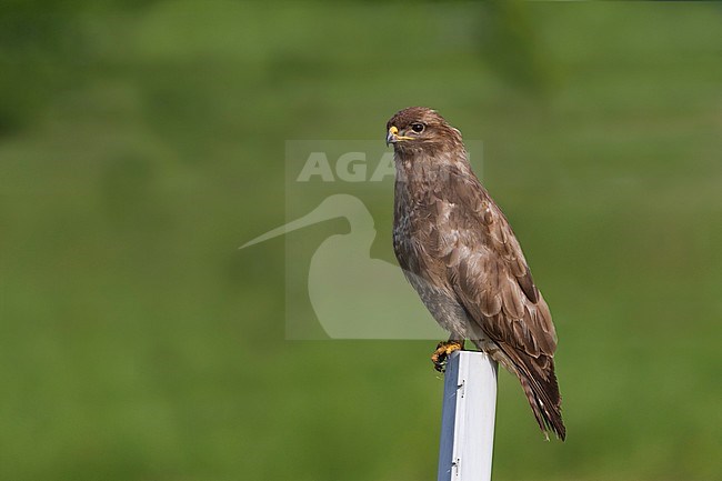 Common Buzzard (Buteo buteo ssp. buteo), Germany, adult perched on a pole along the side of the road. stock-image by Agami/Ralph Martin,