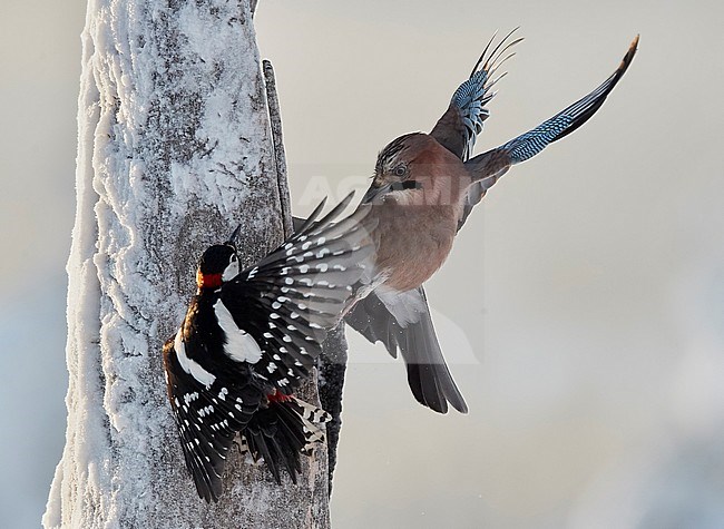 Jay (Garrulus glandarius) and Great Spotted Woodpecker (Dendrocopus major) Kuusamo Finland January 2018. stock-image by Agami/Markus Varesvuo,