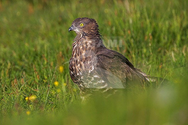 Wespendief in zit; European Honey Buzzard perched stock-image by Agami/Daniele Occhiato,