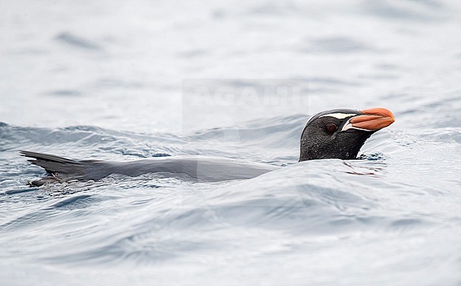 Snares Penguin (Eudyptes robustus) swimming at sea oof The Snares, a subantarctic Island group south off New Zealand stock-image by Agami/Marc Guyt,