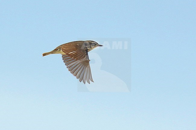 Northern Waterthrush, Parkesia noveboracensis, in Alaska, United States. Flying overhead. stock-image by Agami/Dani Lopez-Velasco,