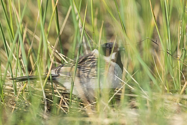 Pallas's Bunting - Pallasammer - Emberiza pallasi ssp. pallasi, adult male hidding in long grass stock-image by Agami/Ralph Martin,