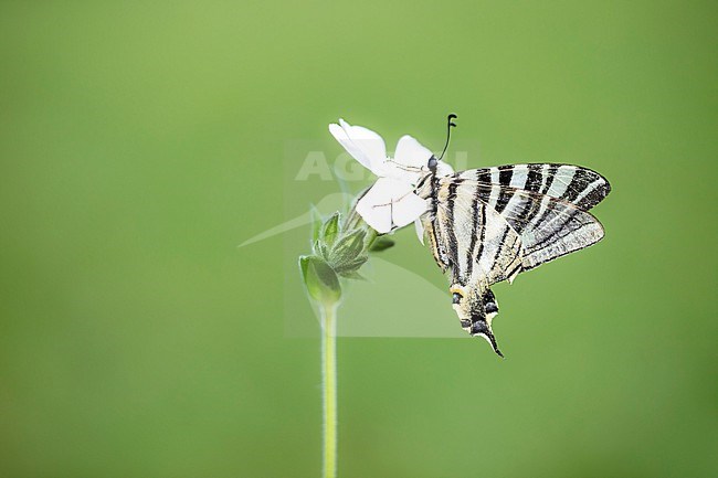 Iberian scarce swallowtail, Iphiclides feisthamelii stock-image by Agami/Wil Leurs,