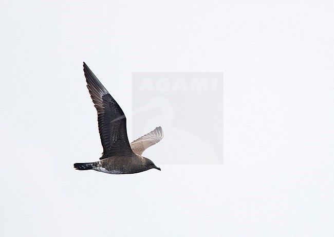 First-winter Long-tailed Skua (Stercorarius longicaudus), flying off Madeira above the Atlantic ocean stock-image by Agami/Marc Guyt,