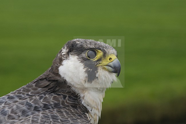 Slechtvalk close-up; Peregrine Falcon close up stock-image by Agami/Arie Ouwerkerk,