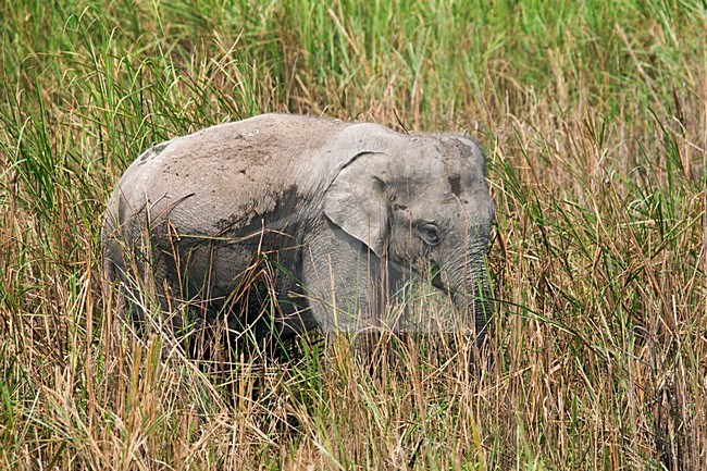 Indische Olifant in Kaziranga; Asian Elephant at Kaziranga stock-image by Agami/AGAMI,