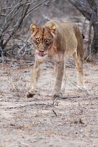 Lion (Panthera Leo) walking at Kruger National Park in summer stock-image by Agami/Caroline Piek,