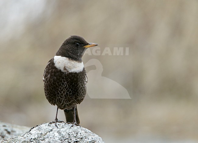 Mannetje Beflijster; Male Ring Ouzel stock-image by Agami/Markus Varesvuo,