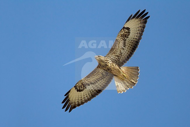 Steppebuizerd in de vlucht; Steppe Buzzard in flight stock-image by Agami/Daniele Occhiato,