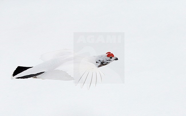 Mannetje Moerassneeuwhoen in de vlucht; Willow Ptarmigan male in flight stock-image by Agami/Markus Varesvuo,
