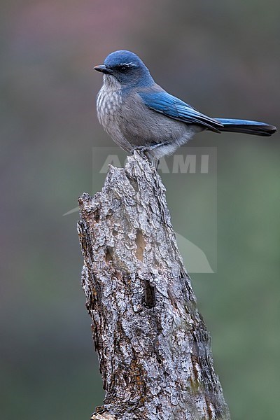 Western Scrub-Jay (Aphelocoma californica) adult perched on a branch stock-image by Agami/Dubi Shapiro,